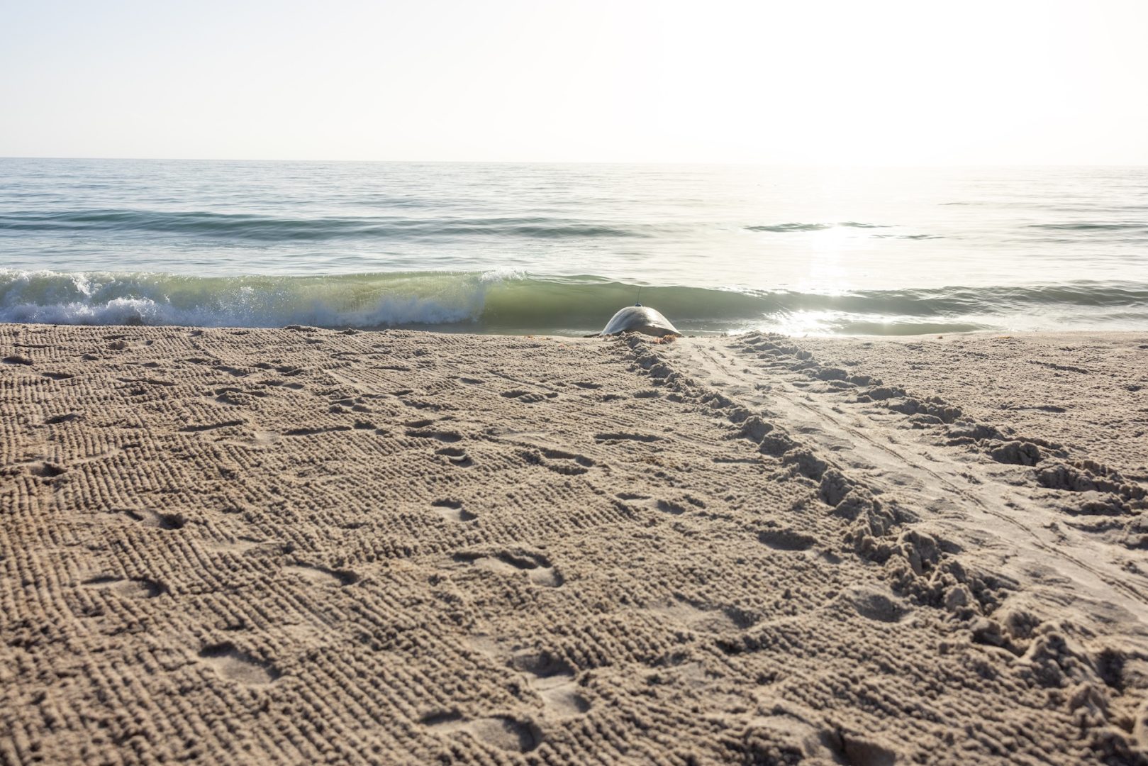 Turtle laying on the beach during the 18th annual Tour de Turtles event
