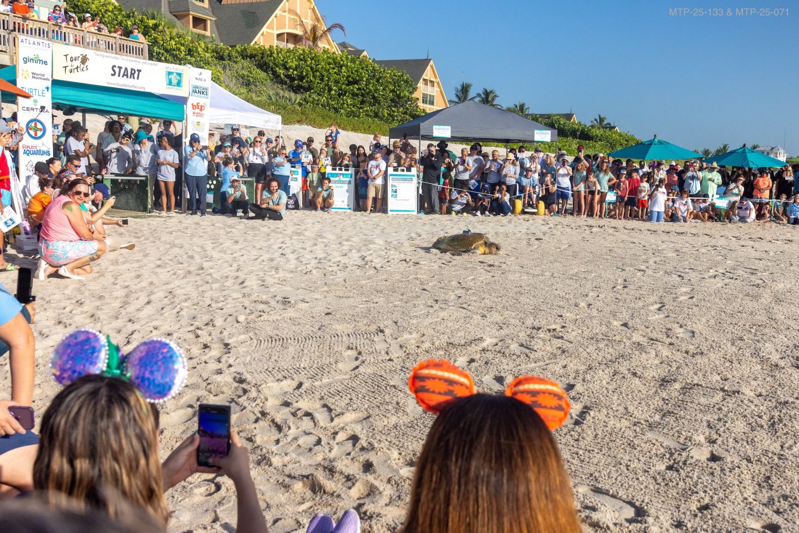 Crowd watches turtle on the beach during the 18th annual Tour de Turtles event