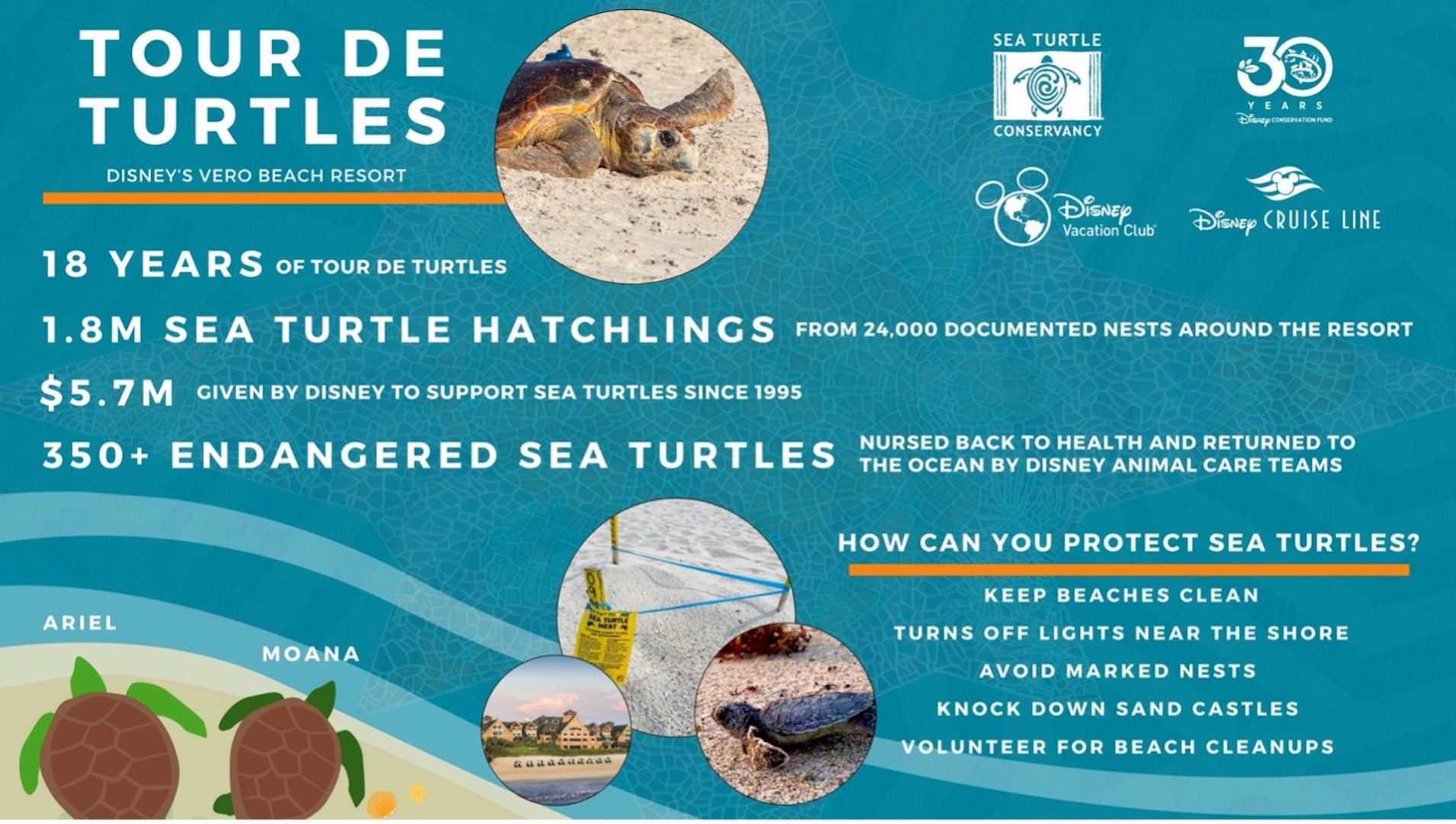 Tour de Turtles infographic