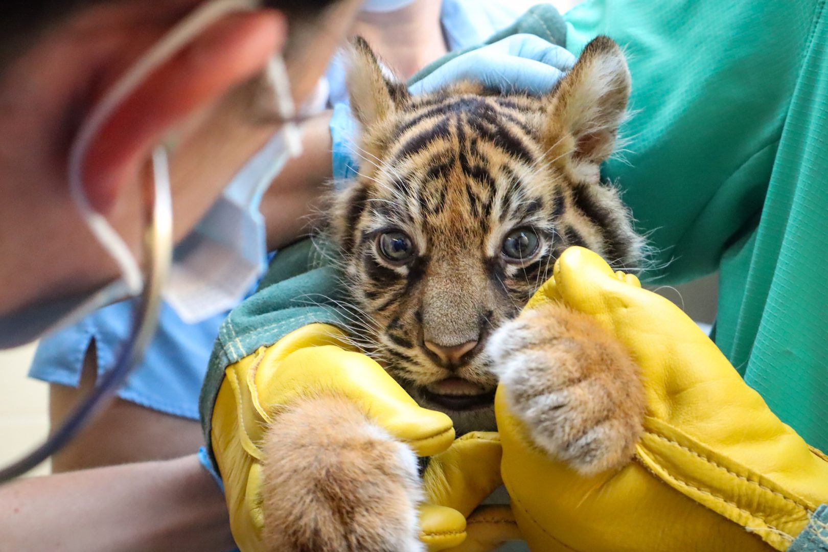 Bakso the tiger at Disney's Animal Kingdom Park