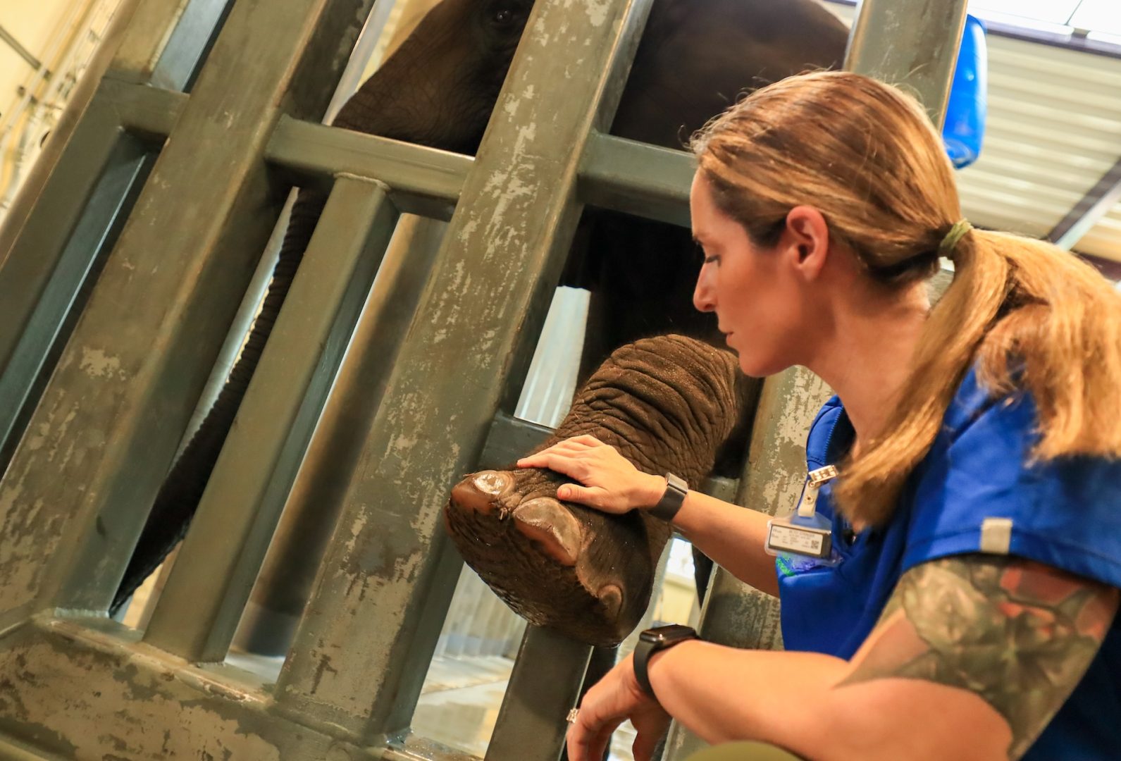 Cast member and elephant at Disney's Animal Kingdom Park