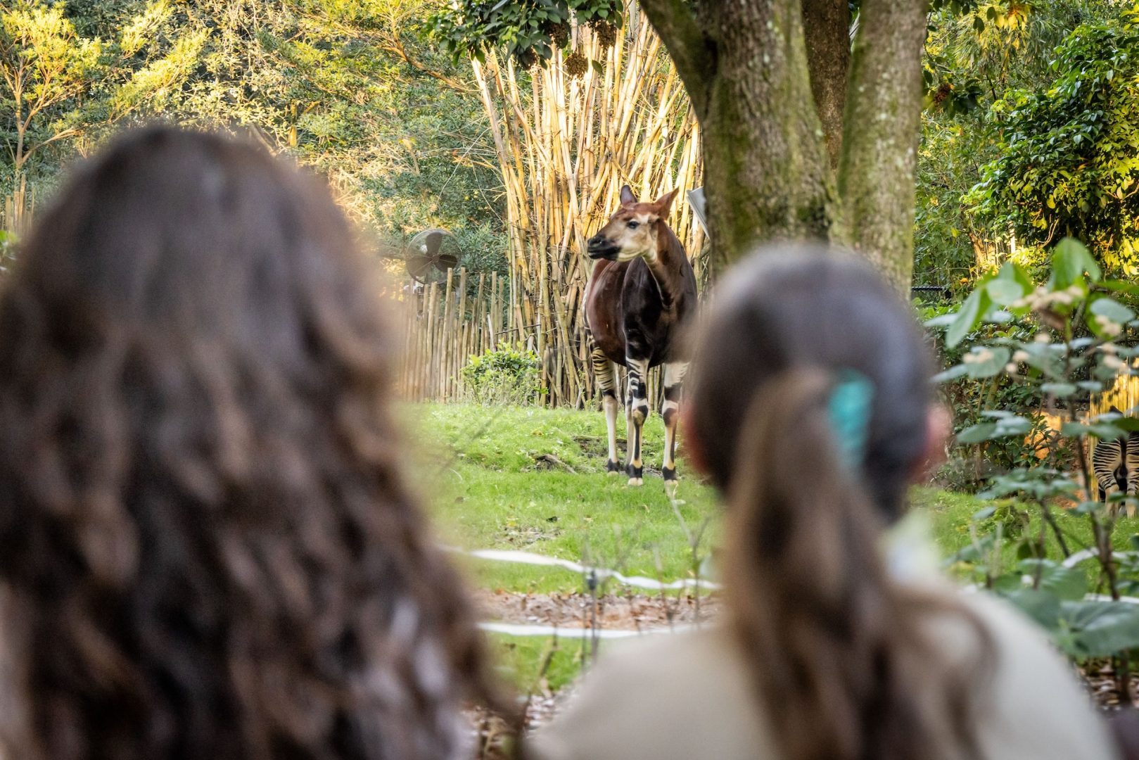 Cast members at Disney's Animal Kingdom Park
