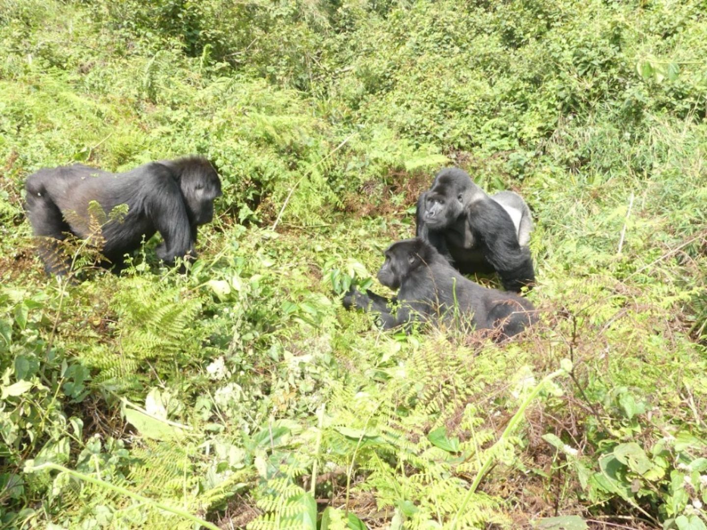 Gorillas at Disney's Animal Kingdom Park