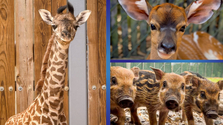 Baby Animals at Disney World