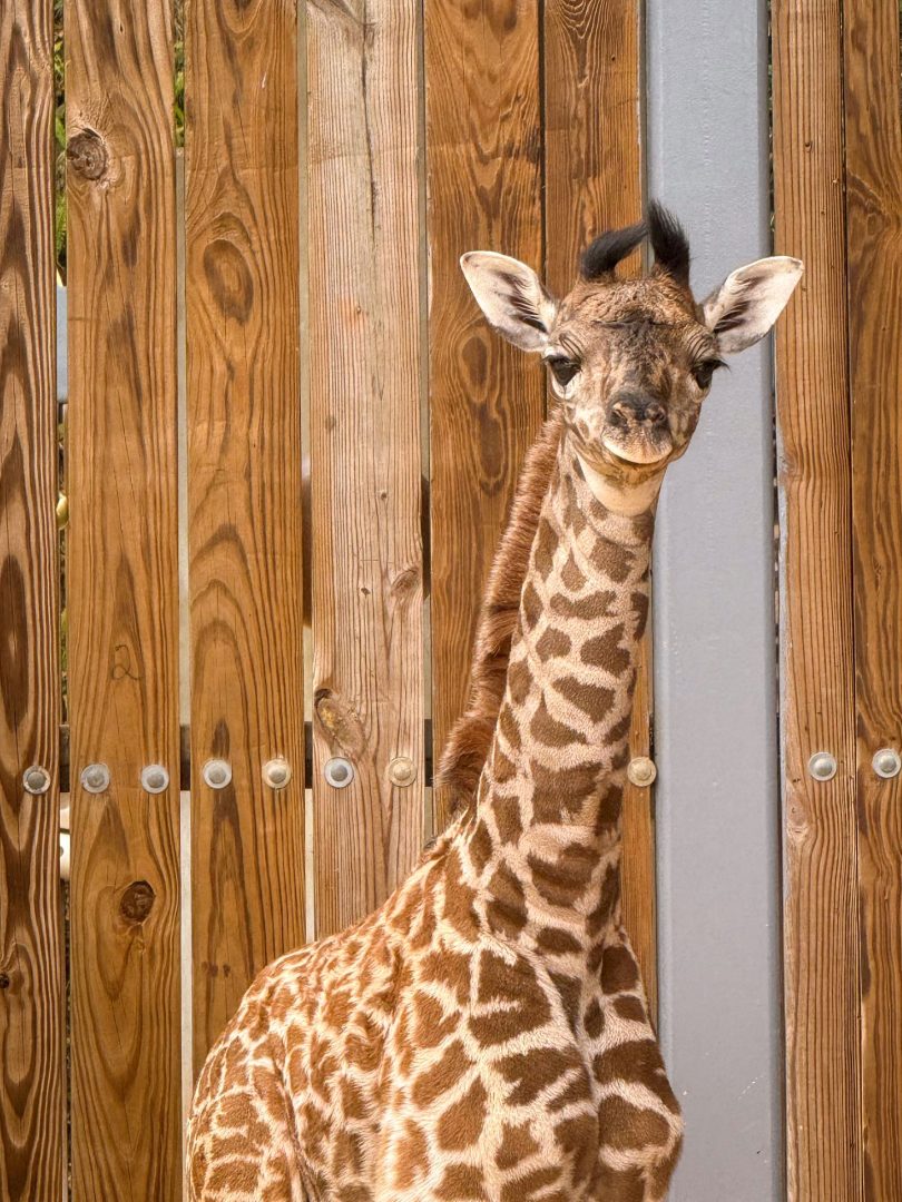 Baby Giraffe