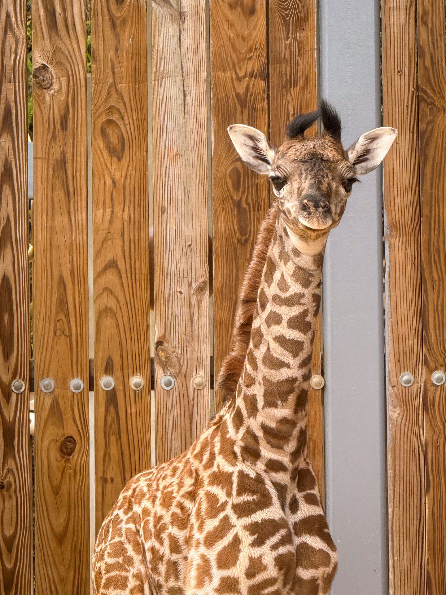 A baby Masai giraffe at Walt Disney World