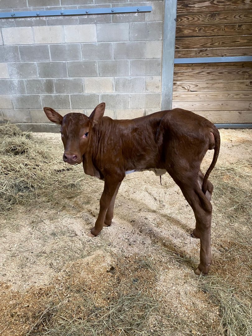 Baby Mabel