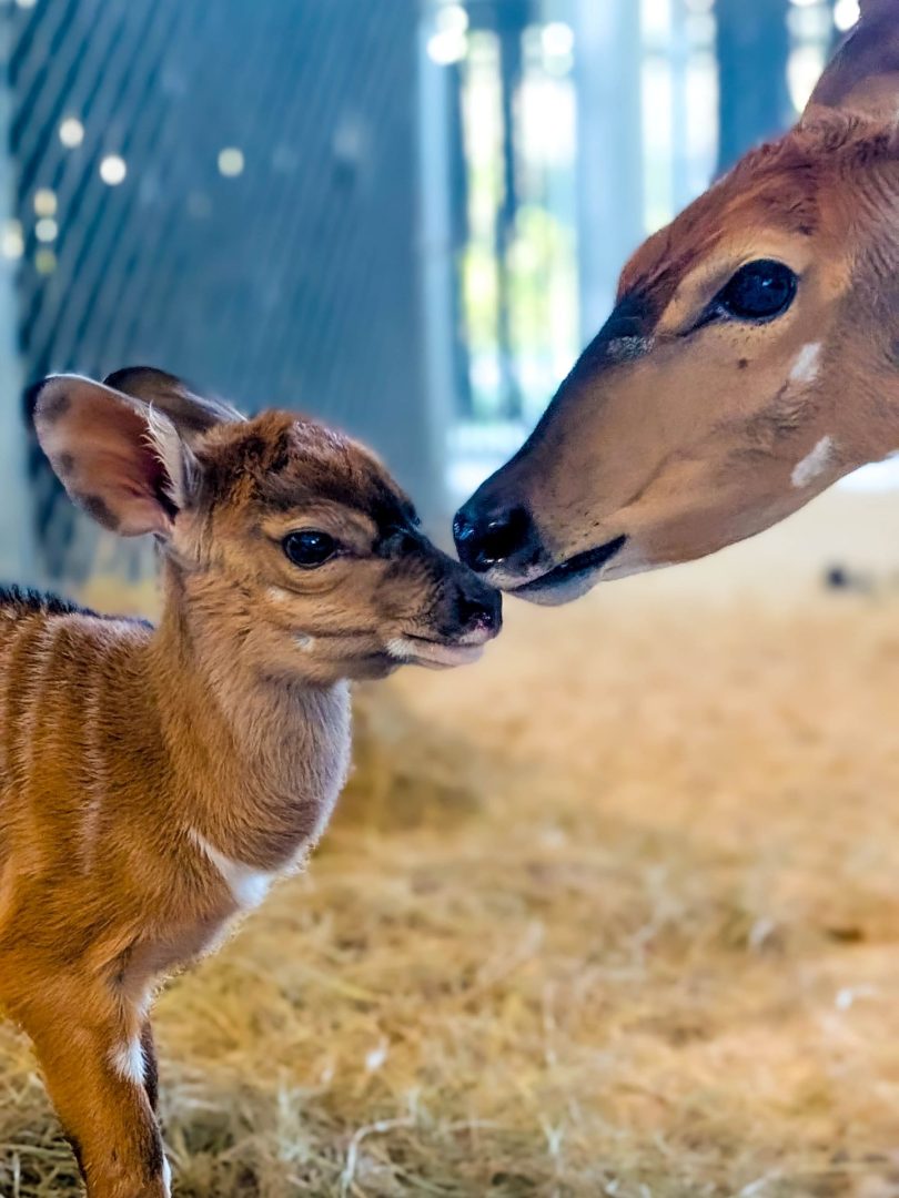 Baby Nyala at Animal Kingdom Lodge
