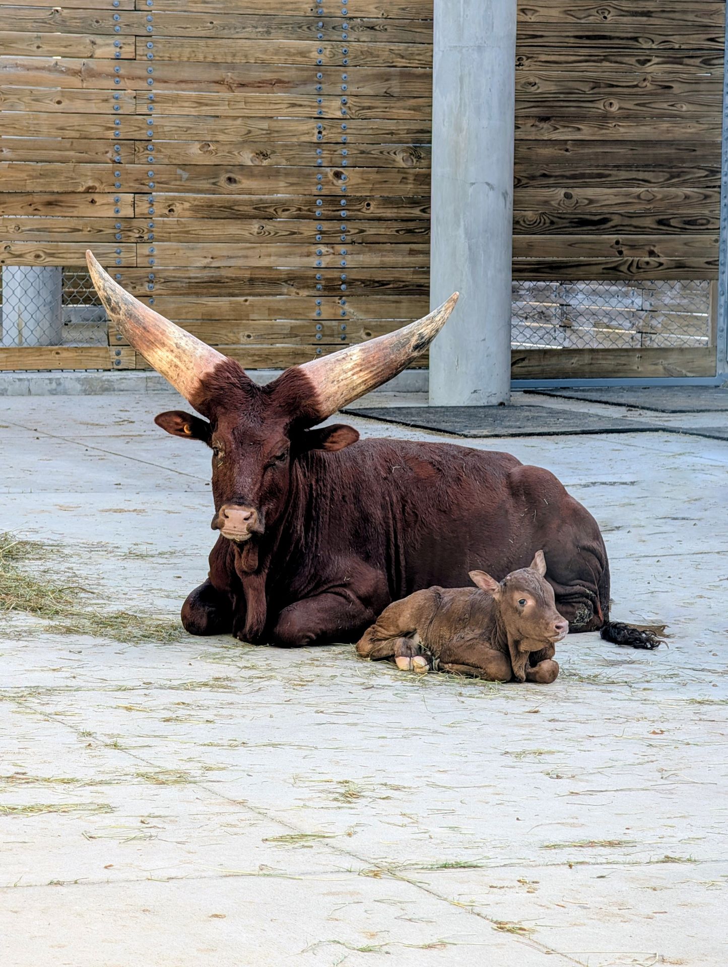 Mabel the Ankole calf at Walt Disney World