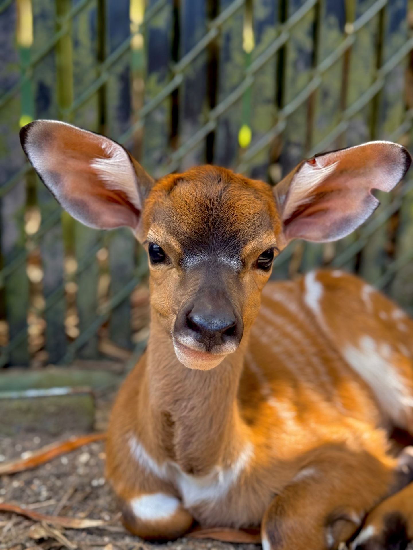 A nyala at Disney's Animal Kingdom Lodge