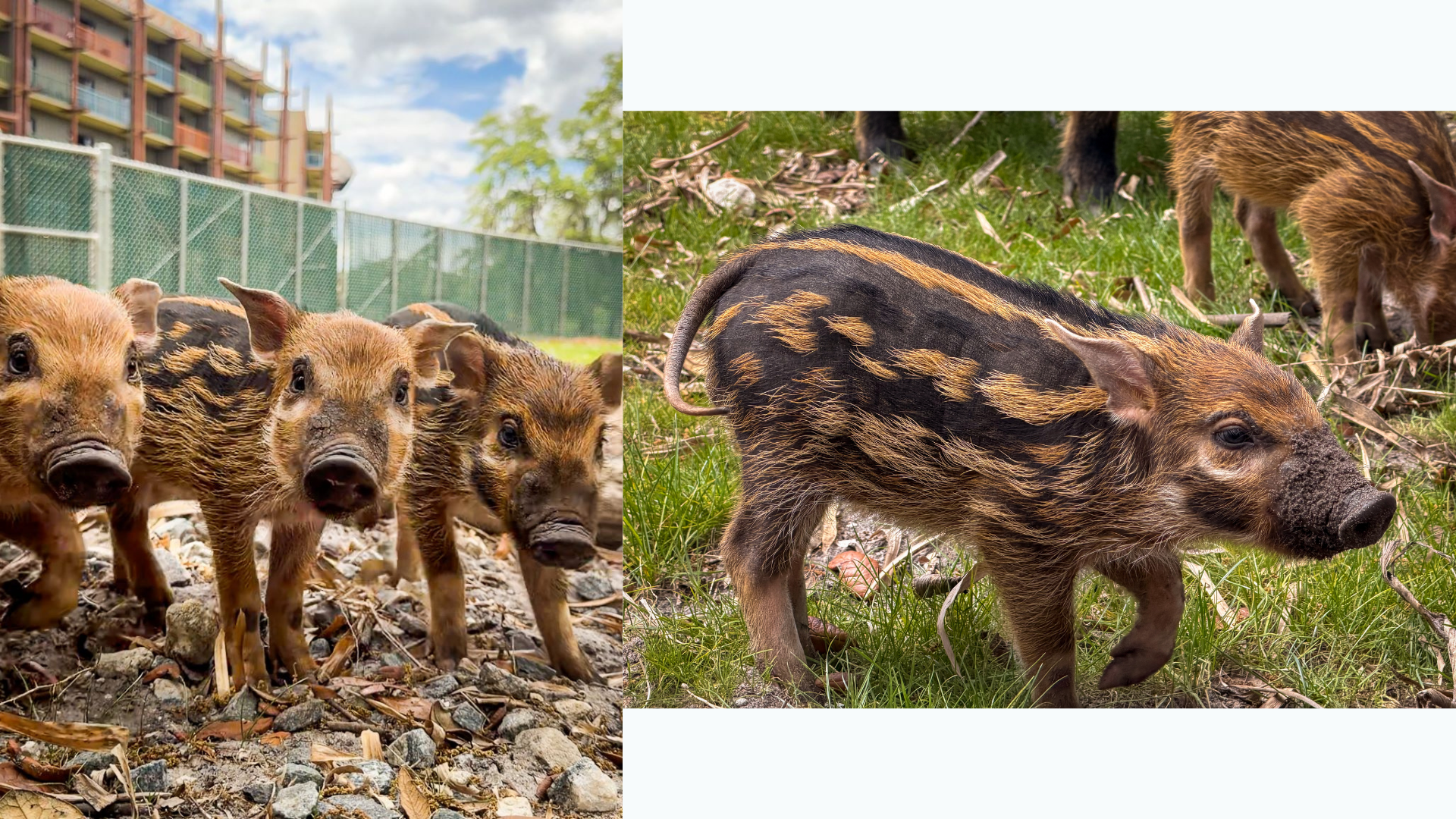 Red River Hog Piglets