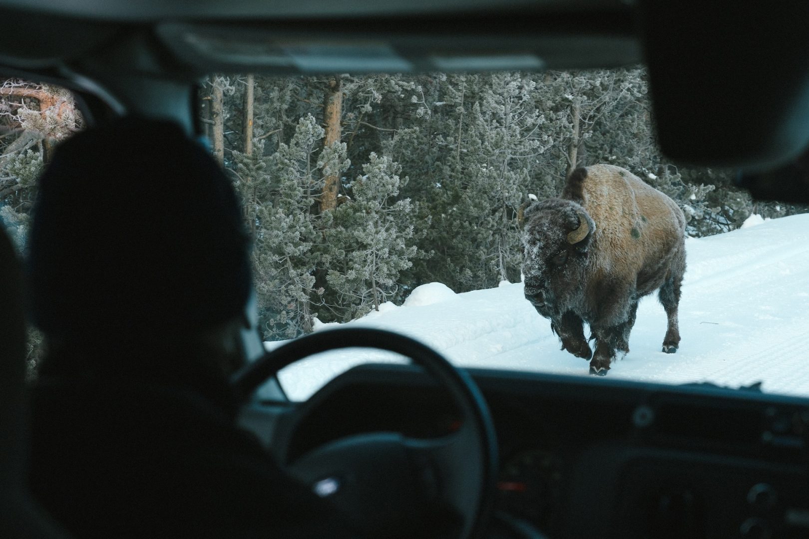 Exploring Yellowstone with Max Lowe and National Geographic Expeditions