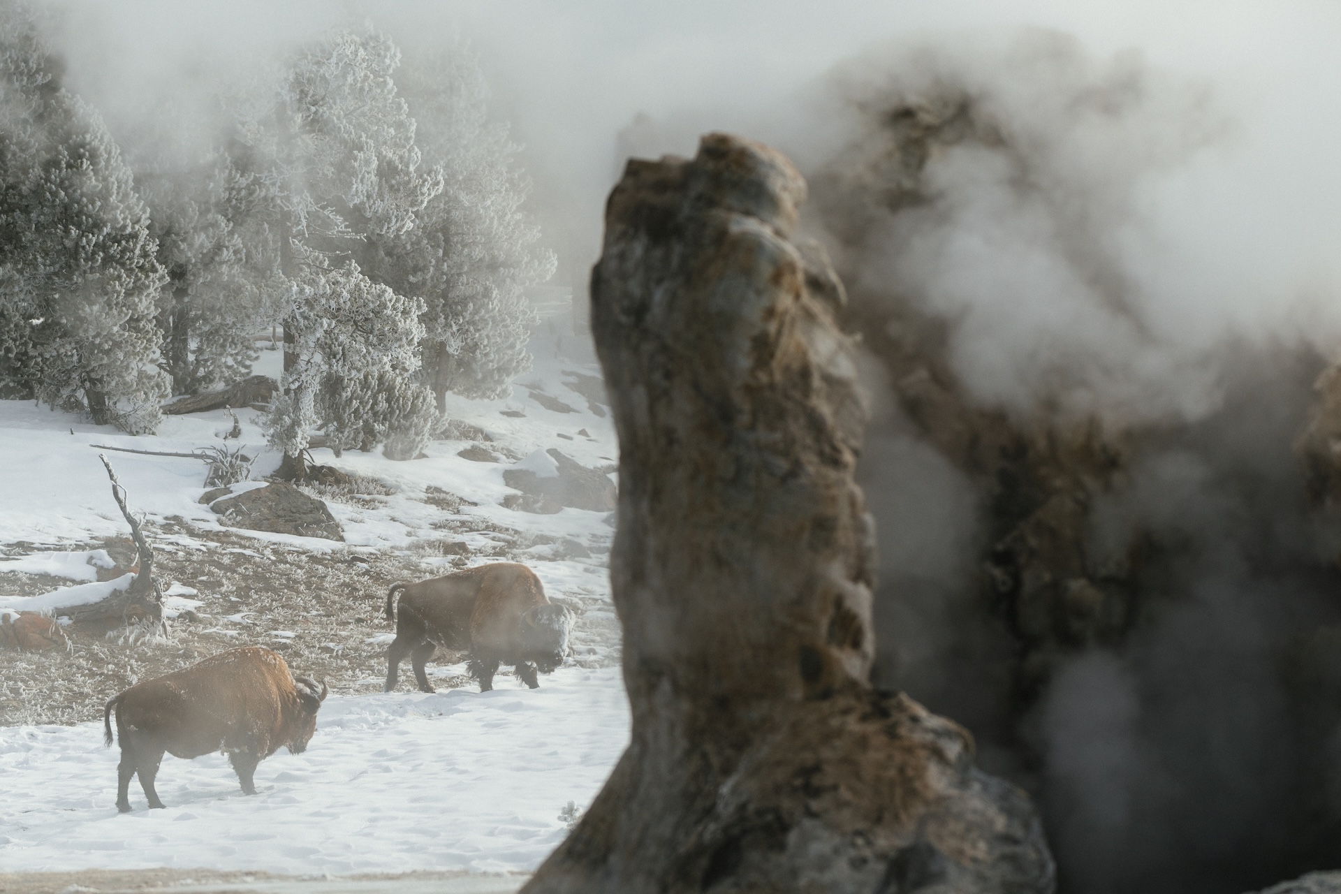 Exploring Yellowstone with Max Lowe and National Geographic Expeditions