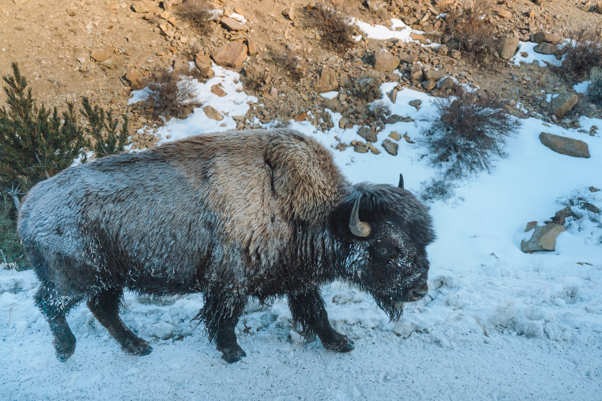 Exploring Yellowstone with Max Lowe and National Geographic Expeditions