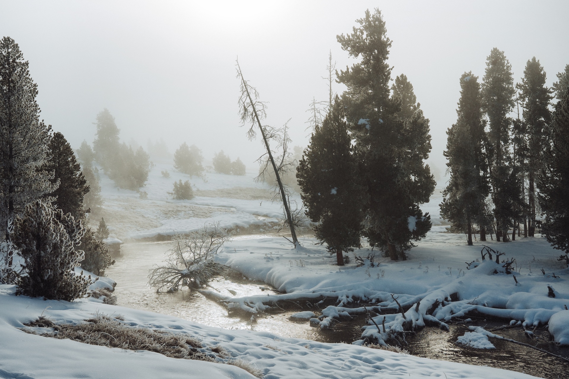 Exploring Yellowstone with Max Lowe and National Geographic Expeditions