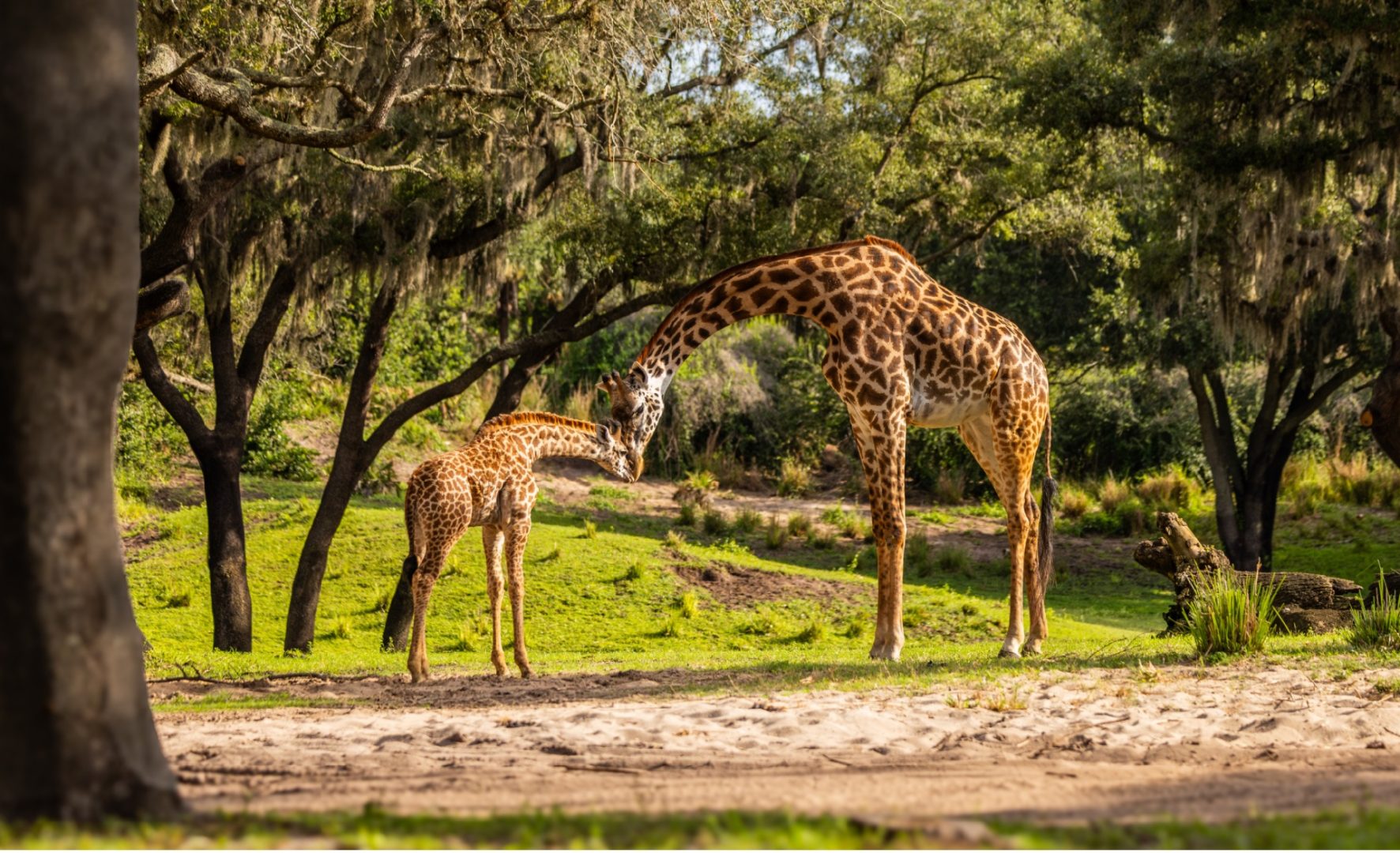 ivy baby giraffe animal kingdom