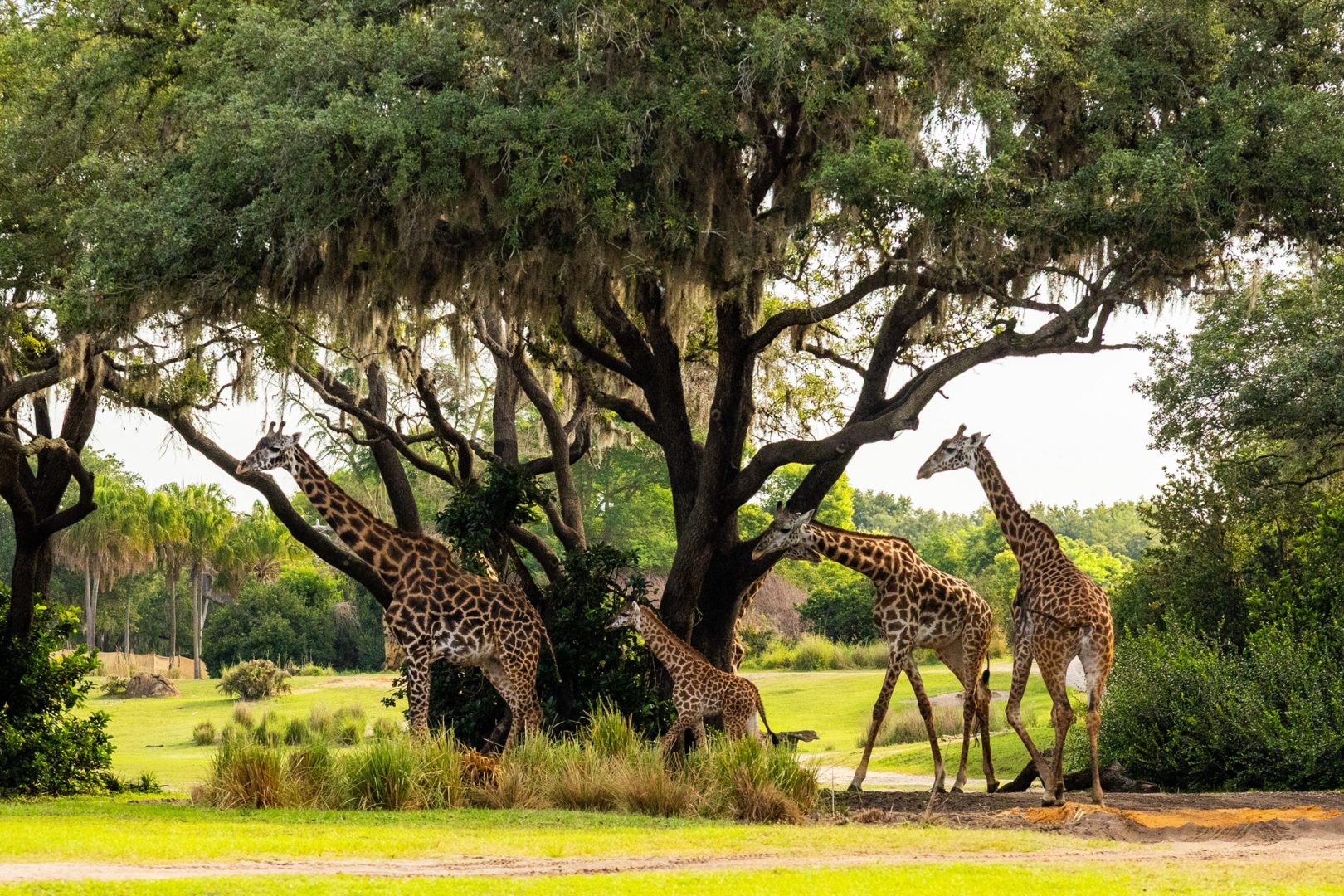 Disney Baby Giraffe Ivy