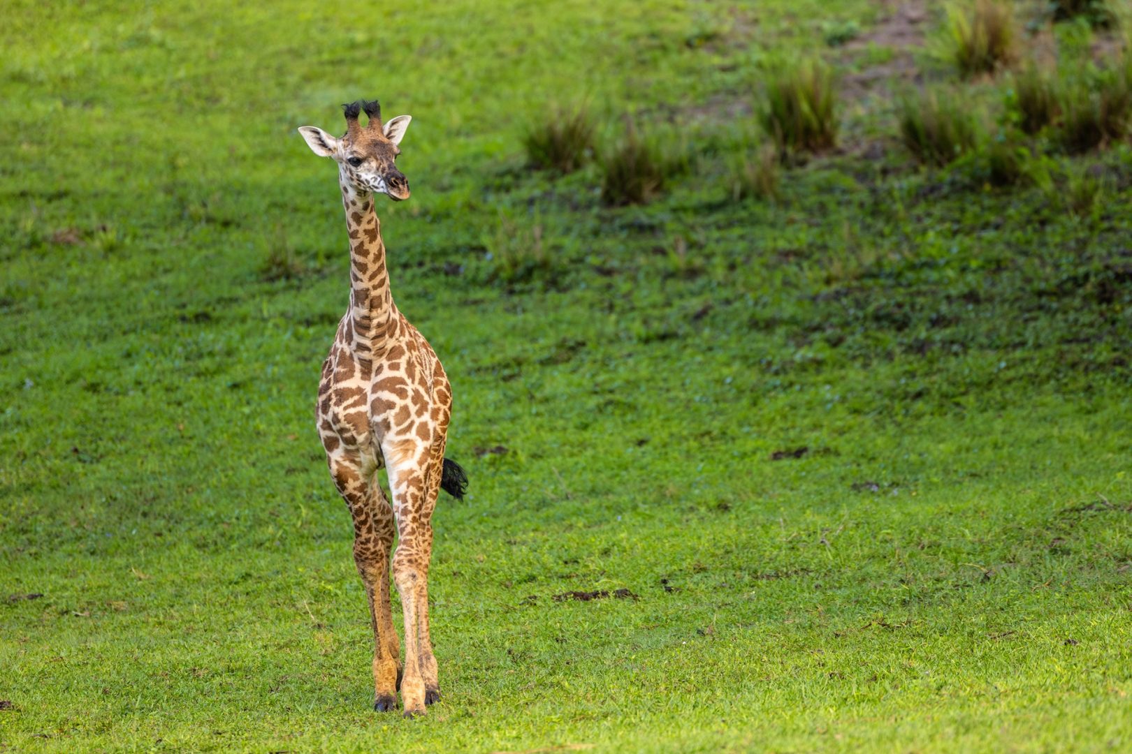 Disney Baby Giraffe Ivy Animal Kingdom