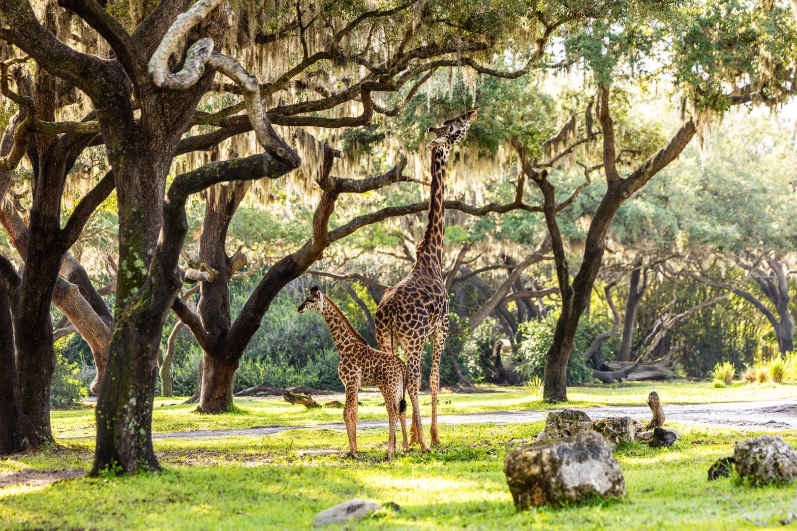 Disneys Animal Kingdom Baby Giraffe