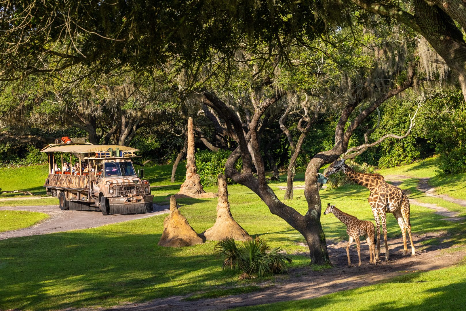 Disneys Animal Kingdom Baby Giraffe Ivy