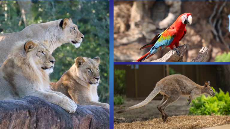 Animals at DAK