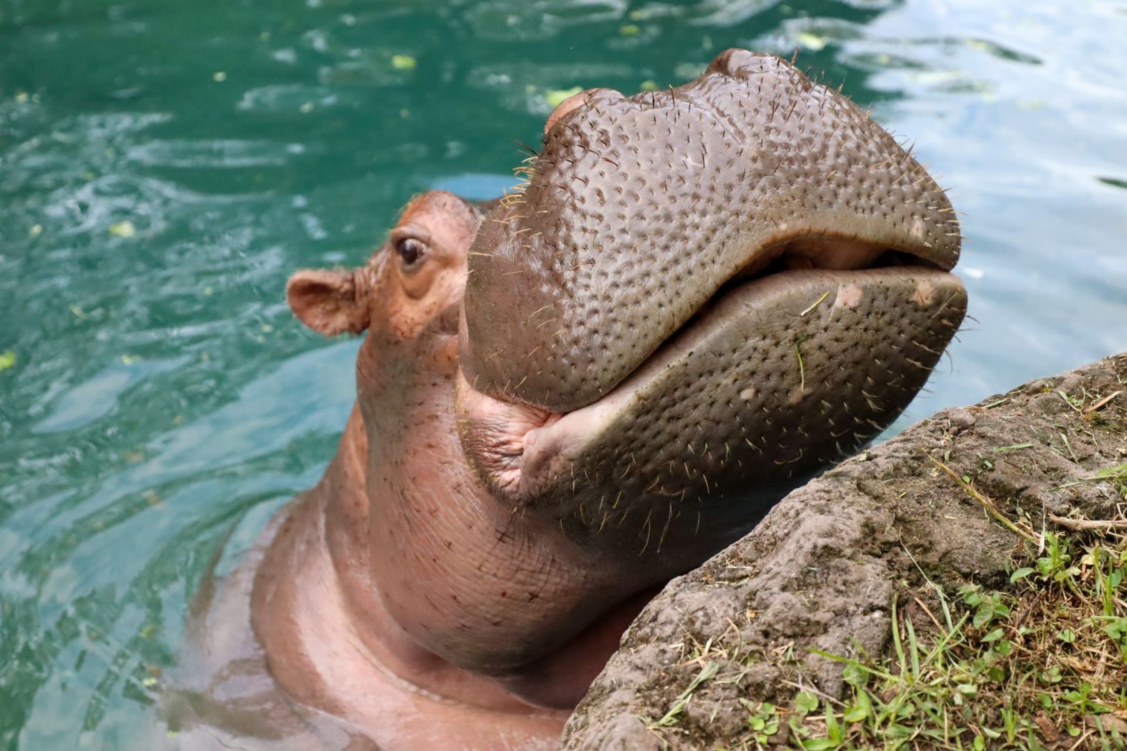 Hippos at Disney's Animal Kingdom