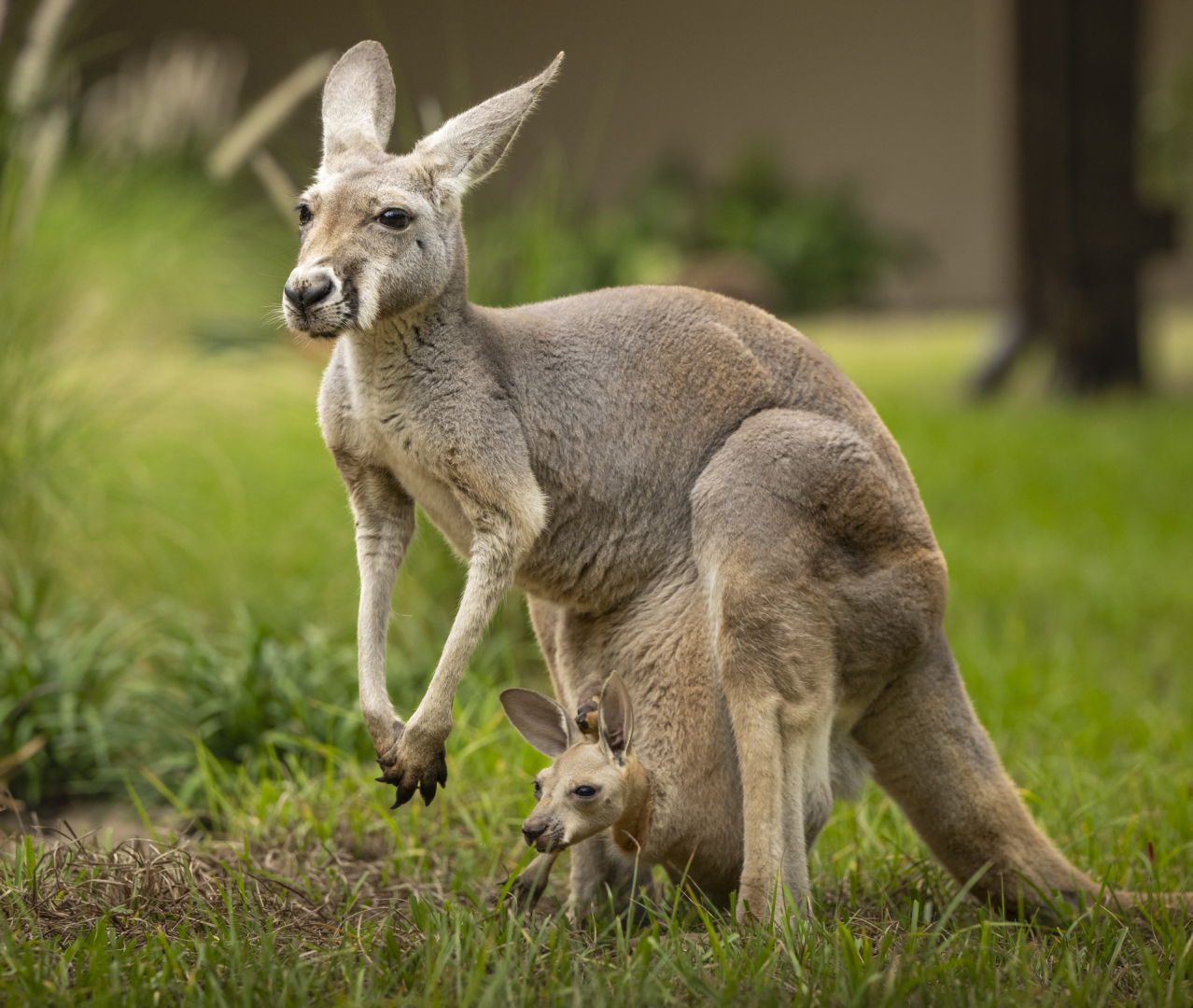 Kangaroo - Animal Kingdom