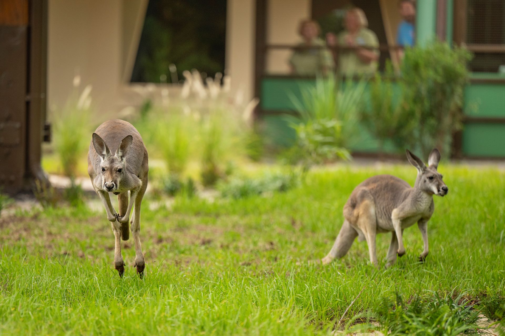 Kangaroos - Disney World
