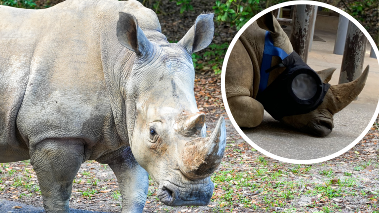Kendi the White Rhino