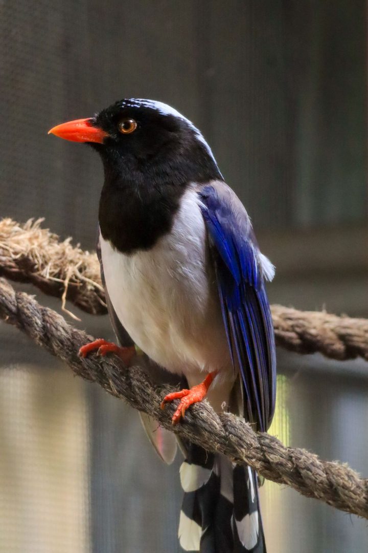 Red Billed Blue Magpie