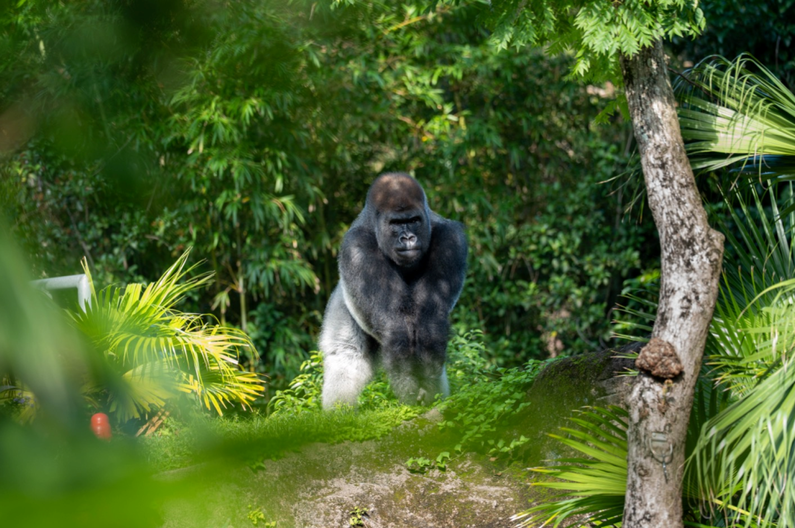 Bakari the Gorilla - Animal Kingdom