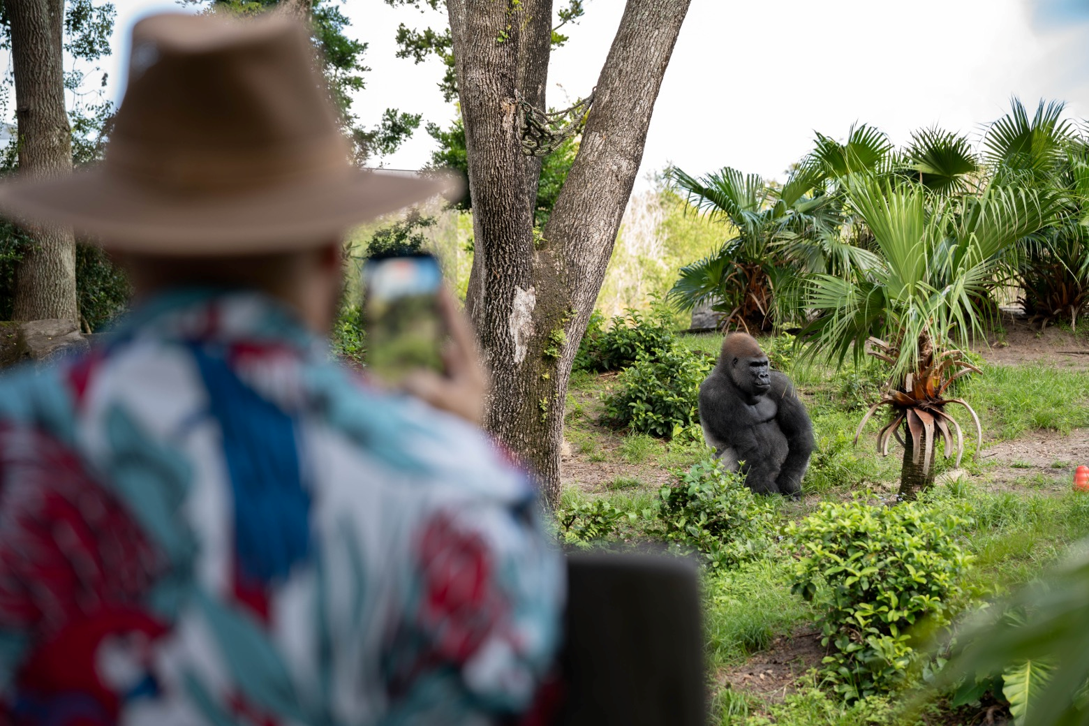 Bakari the Gorilla at Animal Kingdom