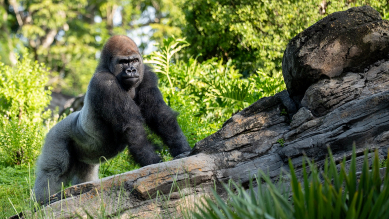 Bakari the Gorilla at Disney's Animal Kingdom