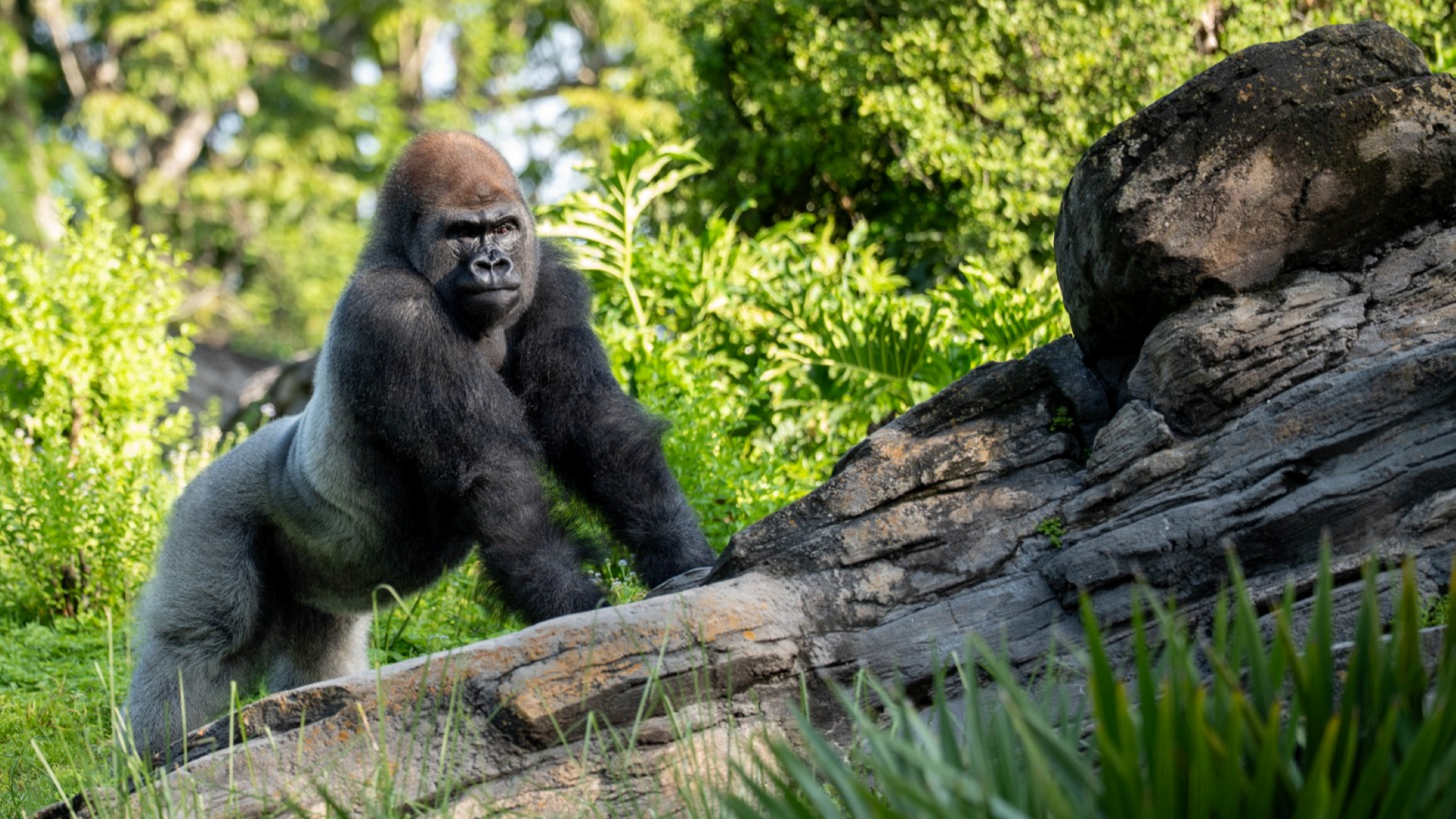 Bakari the Gorilla at Disney's Animal Kingdom
