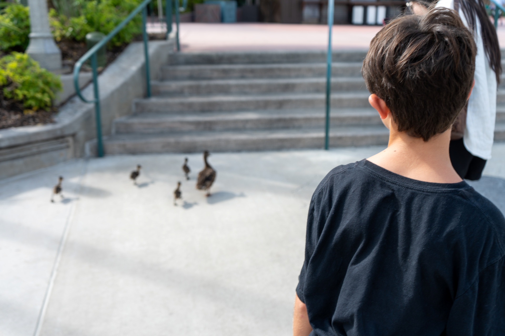 Disney Ducks at Disney World
