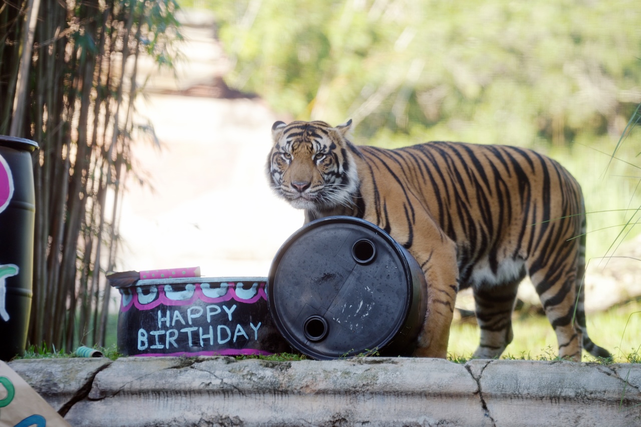 Adventure Awaits: Celebrating Bakso the Tiger’s Next Chapter