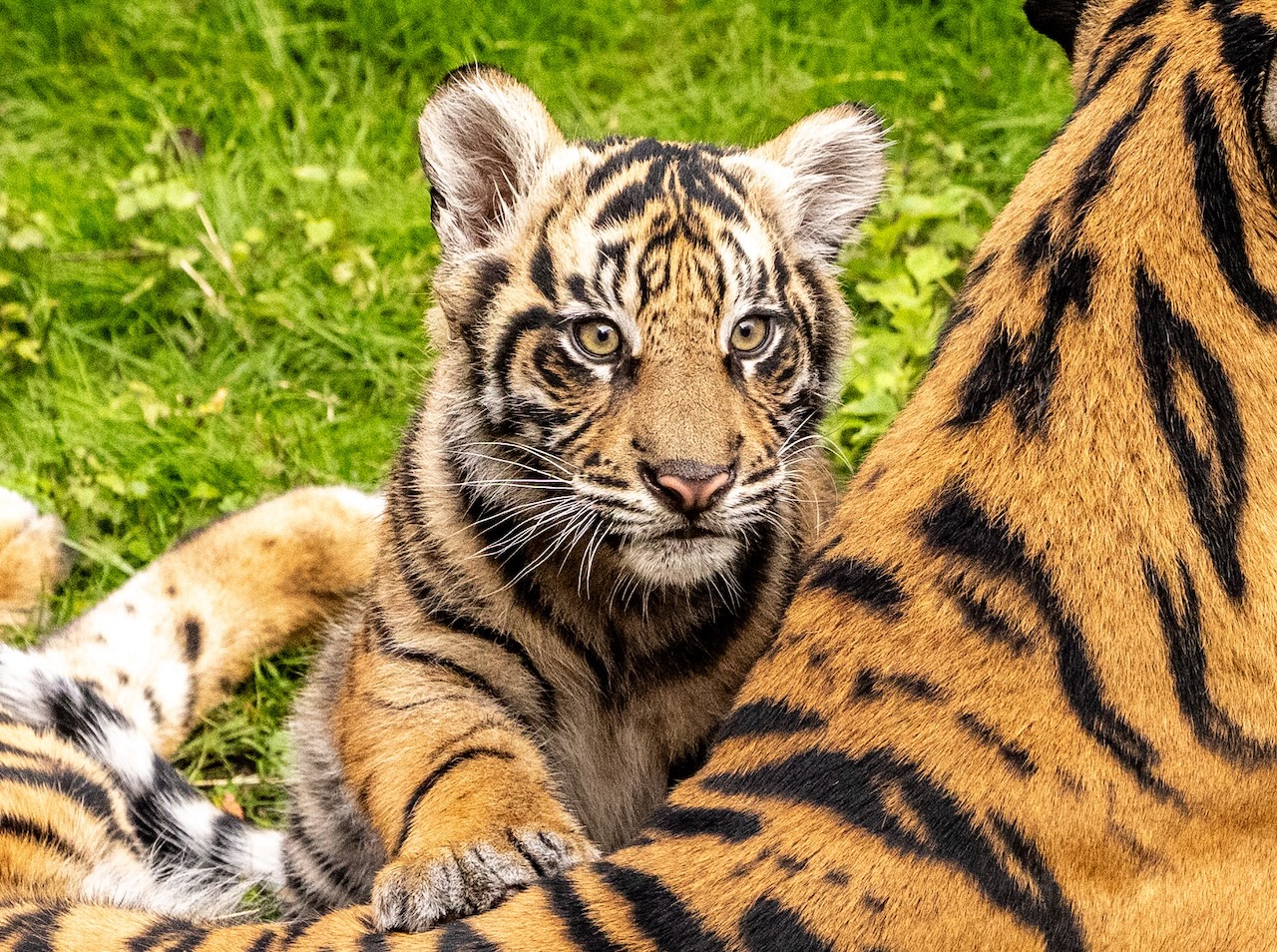 Baby tiger in grass.