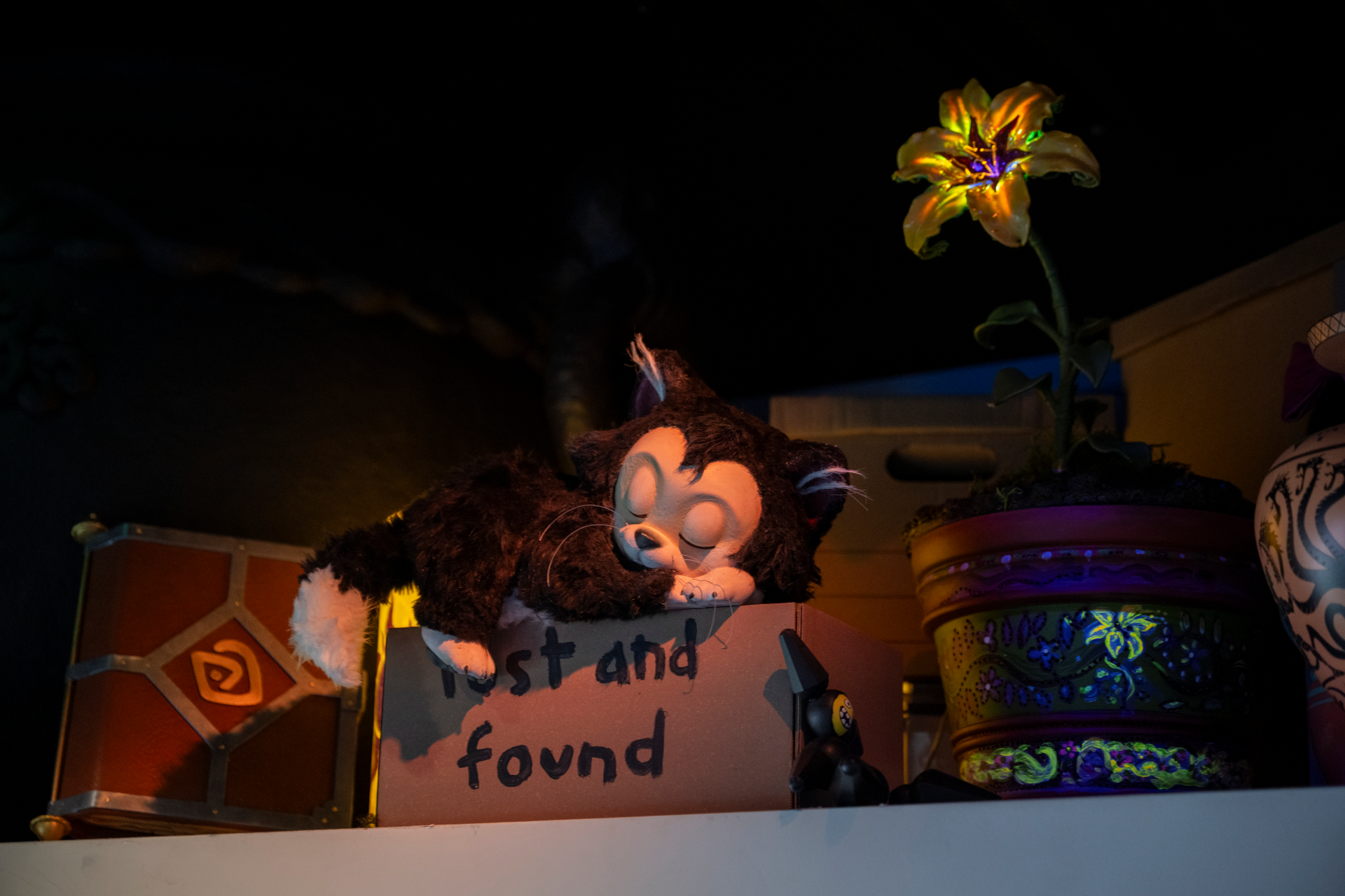 Figaro the cat sleeping on a 'lost and found' box.